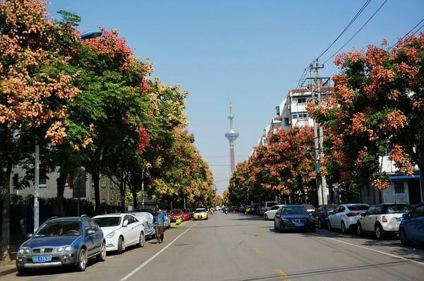 园林绿化为什么偏爱栾树做行道树？