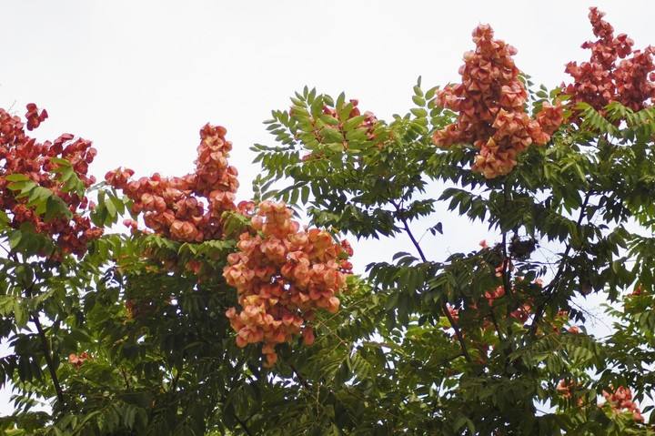 栾树有发展潜力吗？