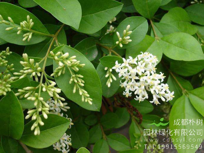 女贞的花语和象征代表意义是什么？