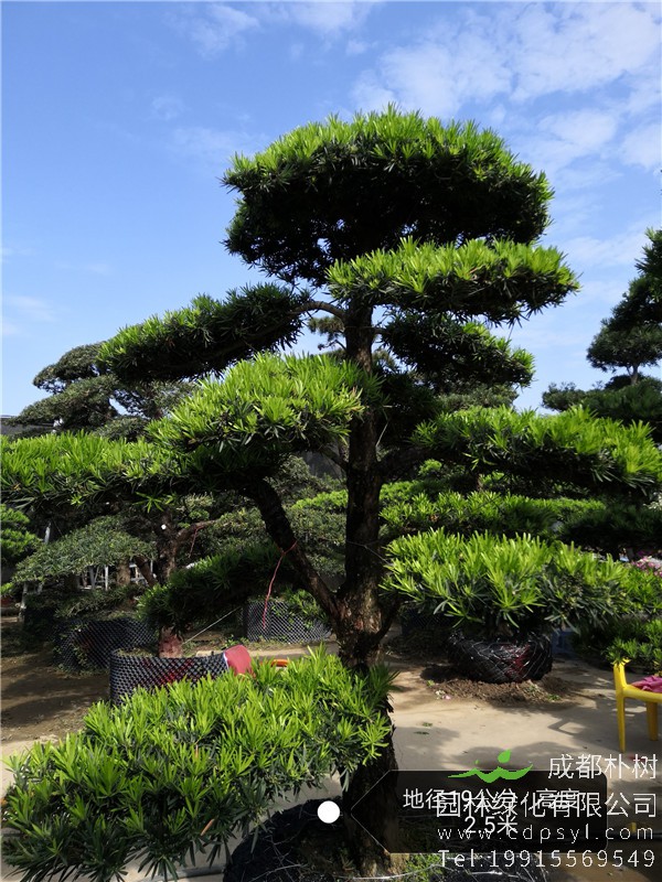 日本罗汉松图片