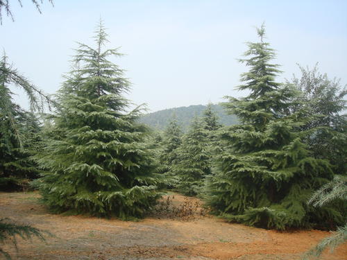 苏轼种了三万棵雪松是为了他的亡妻吗？