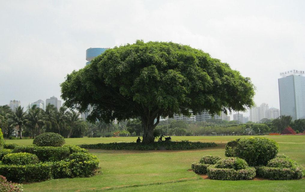 榕树为什么是福州的标志？由什么历史故事和象征意义？