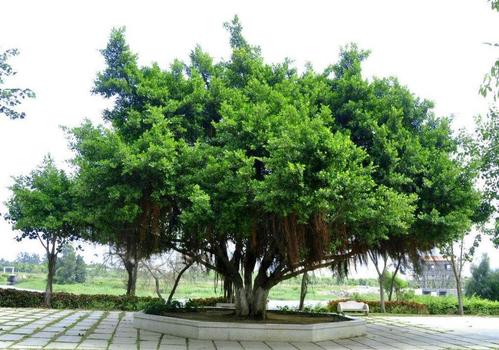 榕树为什么长“胡子”？