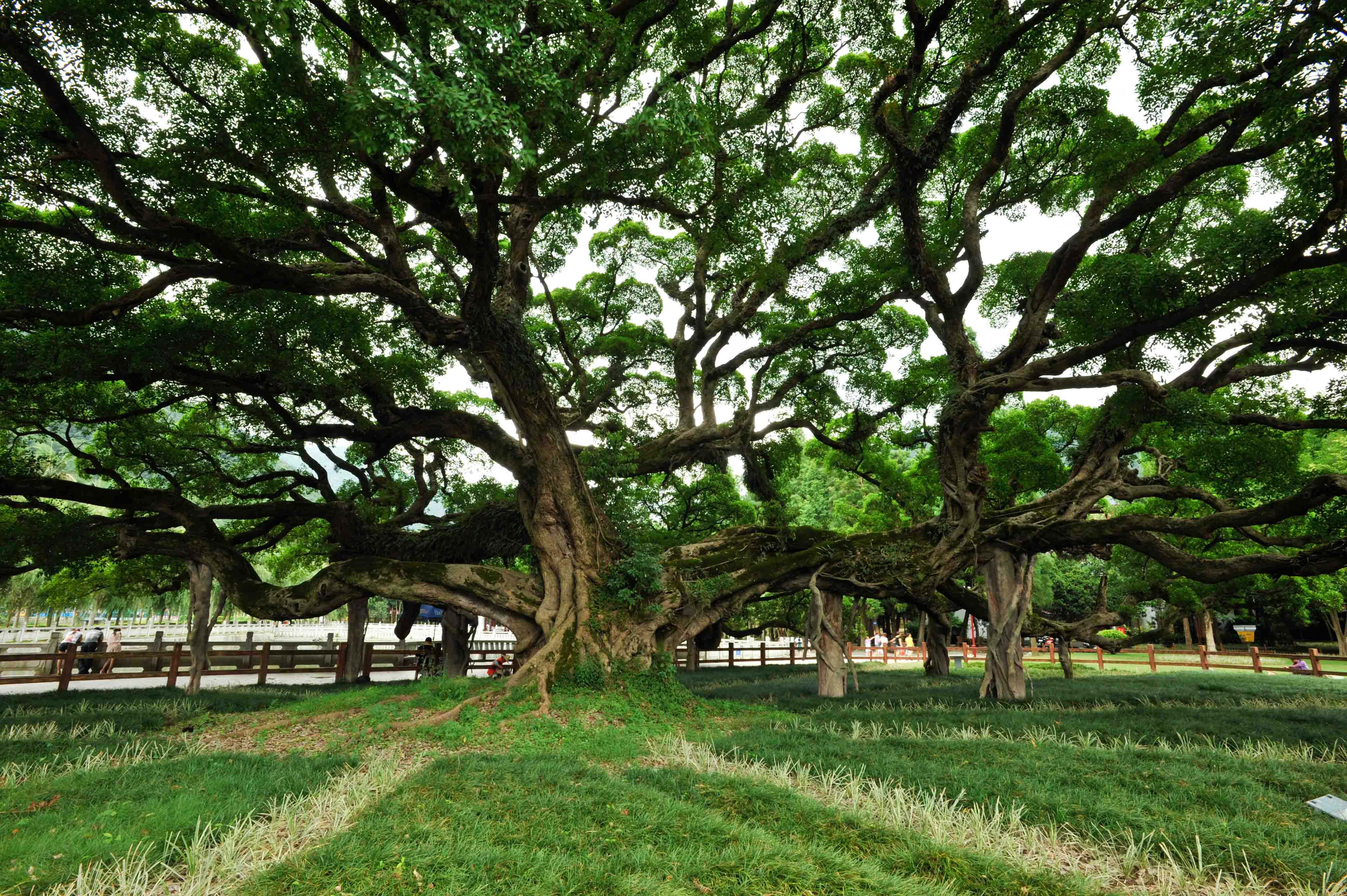 榕树的风水禁忌，榕树不容人是真的吗？