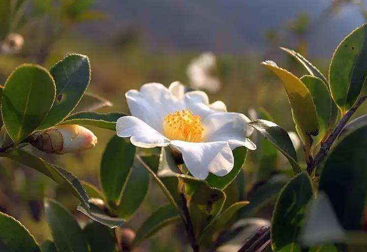 油茶树和茶叶树有何不同？