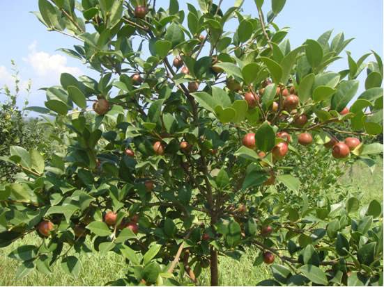 适宜油茶树种植的区域有哪些？