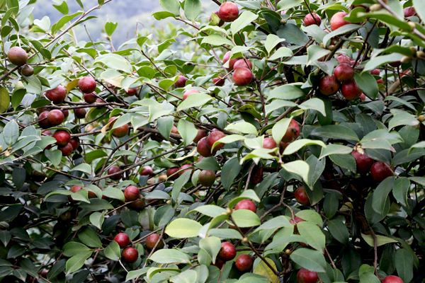 一棵油茶树能产多少斤油茶籽？