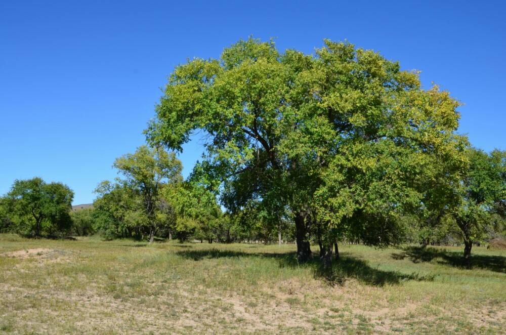 榆树有什么风水讲究吗？榆树有哪些风水作用？
