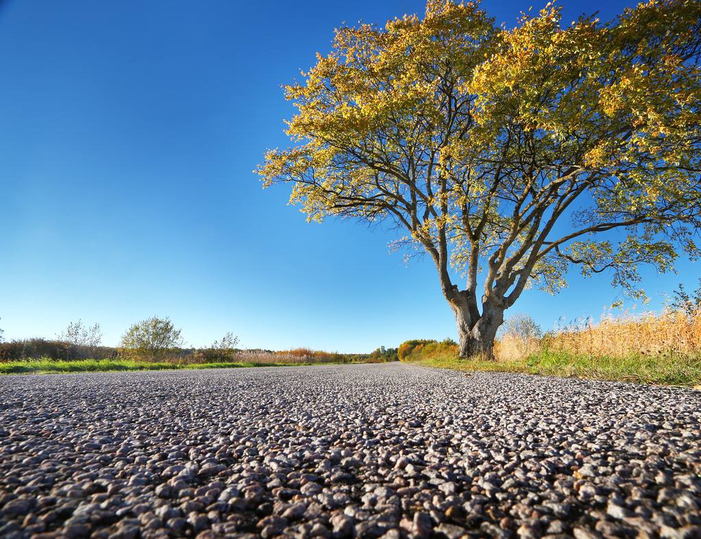 祖坟上长榆树好不好？ 