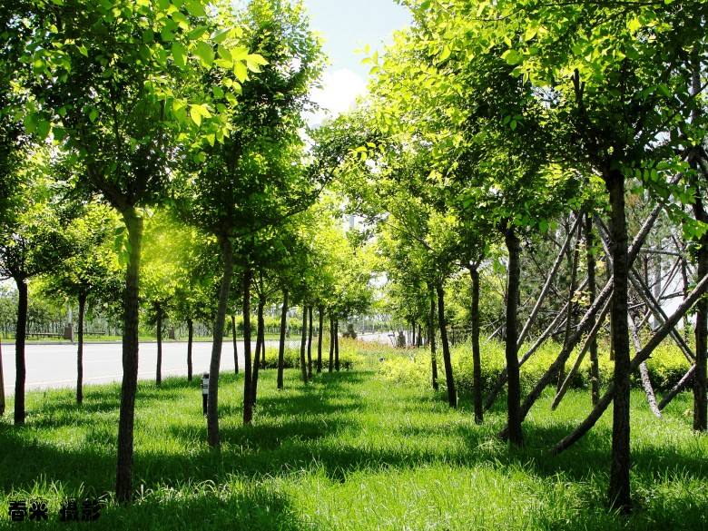 榆树和朴树怎么区别？