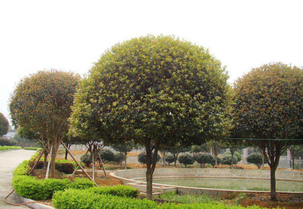 桂花树有什么象征意义？