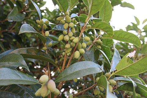 桂花树结的果实可以吃吗？