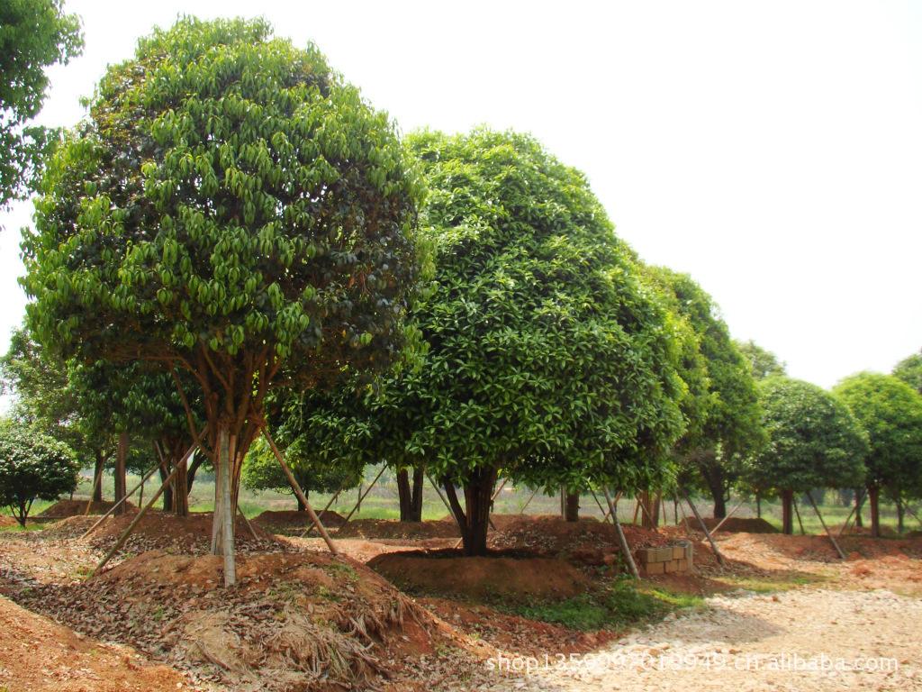 桂花树适合在什么气候生长？