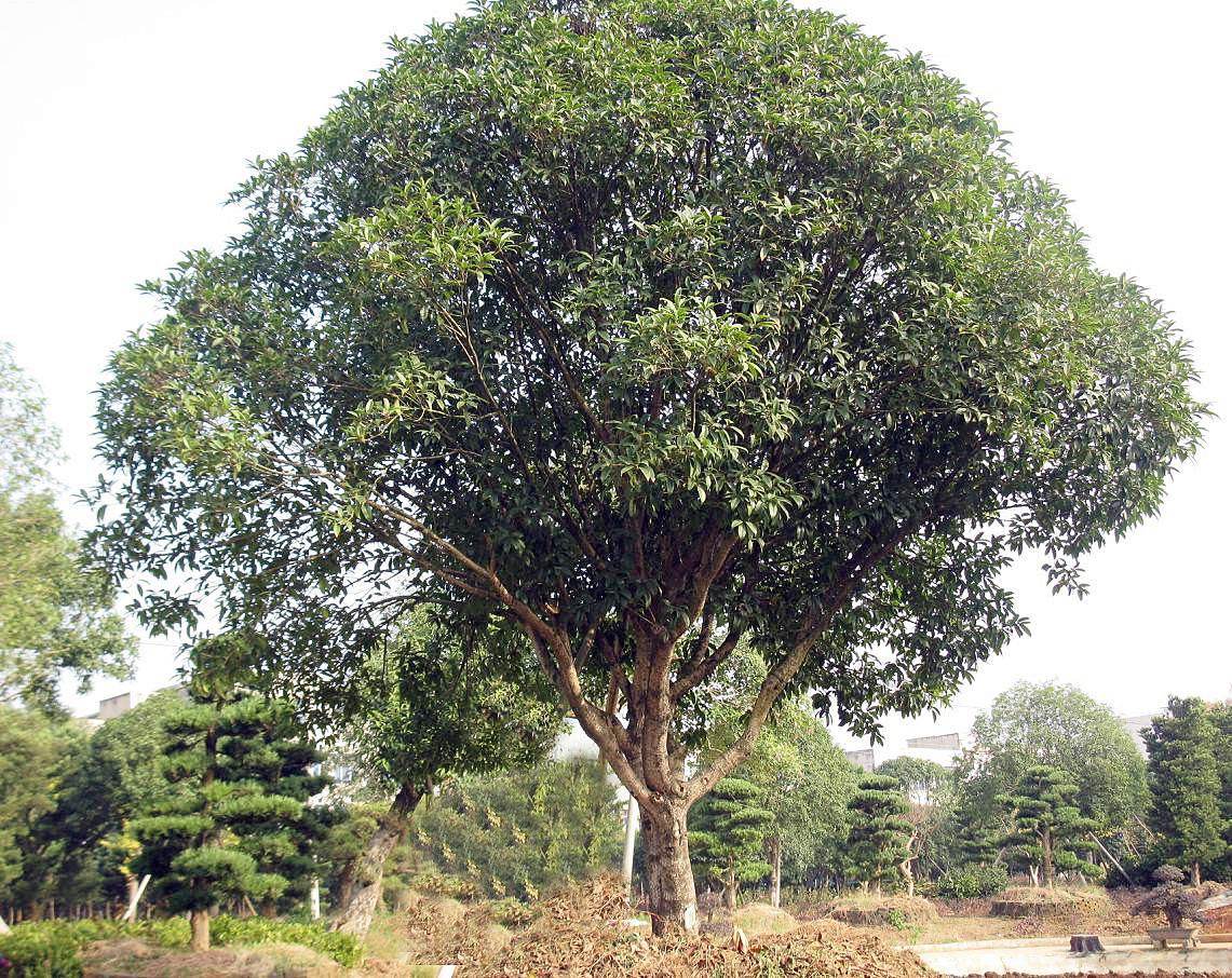 桂花树如何安全过冬？桂花树怎样防虫害？