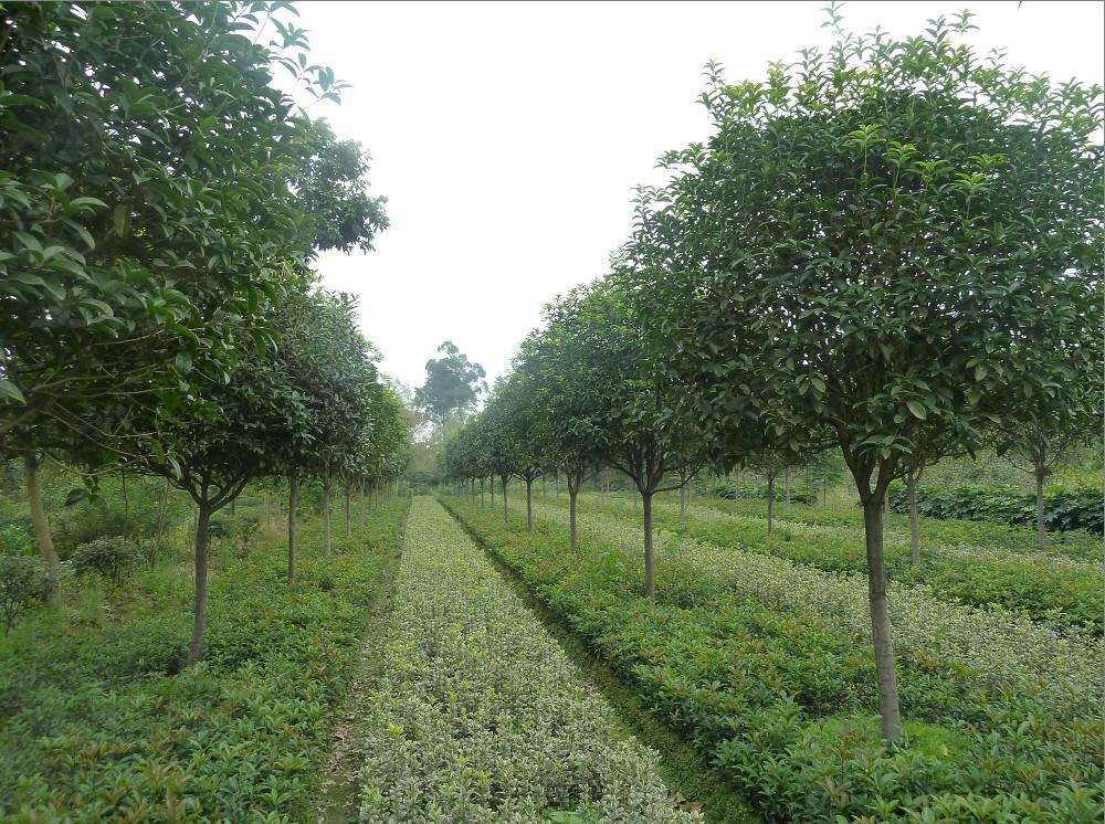 桂花树的种植前景如何？