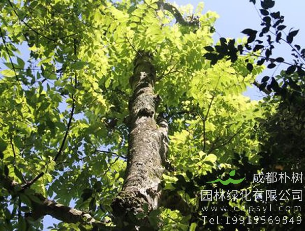 伯乐树图片大全，最新伯乐树图片欣赏