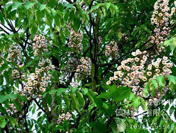 伯乐树图片大全，最新伯乐树图片欣赏