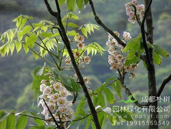 伯乐树图片大全，最新伯乐树图片欣赏