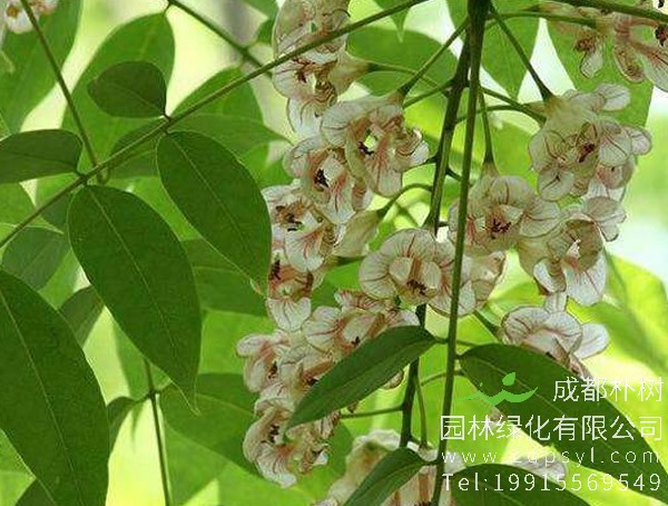 伯乐树图片大全，最新伯乐树图片欣赏