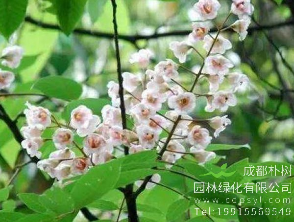 伯乐树图片大全，最新伯乐树图片欣赏