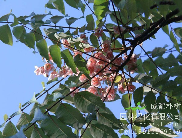 伯乐树图片大全，最新伯乐树图片欣赏