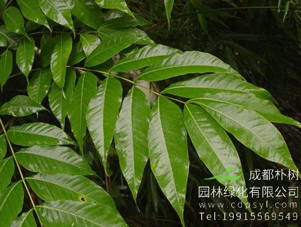 伯乐树图片大全，最新伯乐树图片欣赏