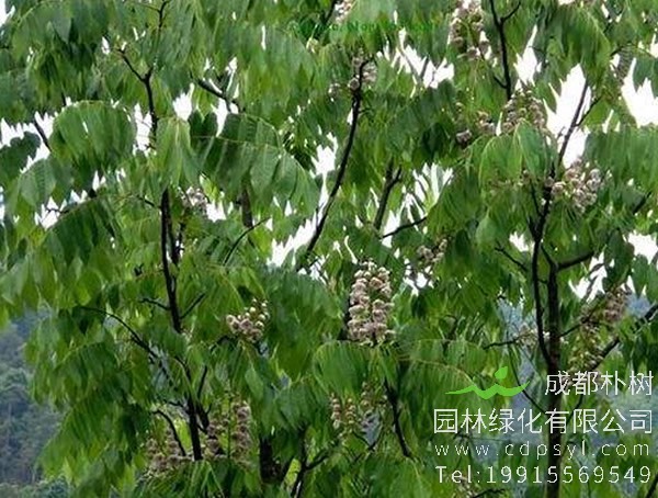 伯乐树图片大全，最新伯乐树图片欣赏