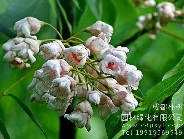 伯乐树图片大全，最新伯乐树图片欣赏