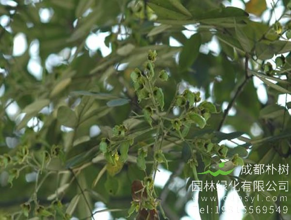 花榈木图片大全，最新花榈木图片欣赏