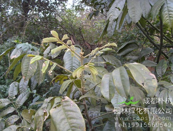 花榈木价格-图片-植物学史-形态特征-生长分布以及主要价值