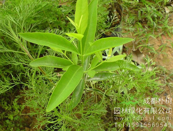 花榈木图片大全，最新花榈木图片欣赏