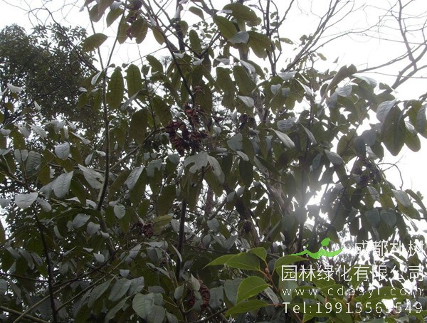 花榈木是否是红木之一？花榈木的价值有哪些？