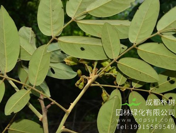 花榈木价格-图片-植物学史-形态特征-生长分布以及主要价值