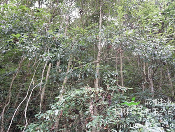 花榈木价格-图片-植物学史-形态特征-生长分布以及主要价值