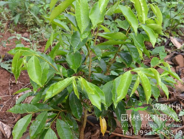 花榈木图片大全，最新花榈木图片欣赏