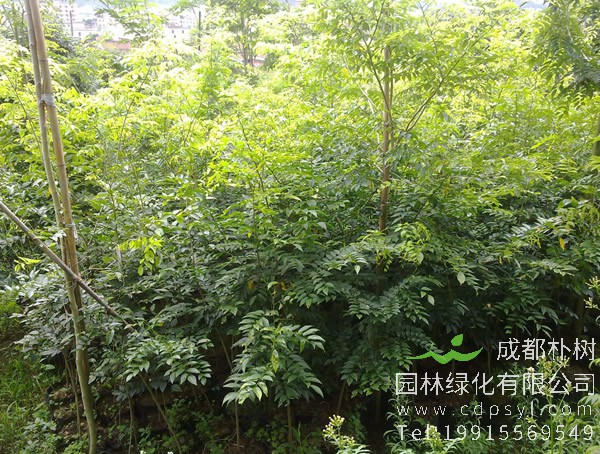 花榈木价格-图片-植物学史-形态特征-生长分布以及主要价值