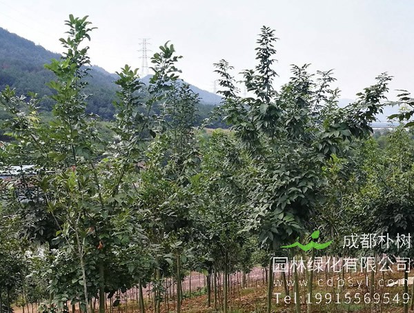 花榈木价格-图片-植物学史-形态特征-生长分布以及主要价值