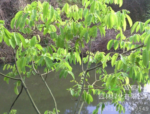 花榈木价格-图片-植物学史-形态特征-生长分布以及主要价值