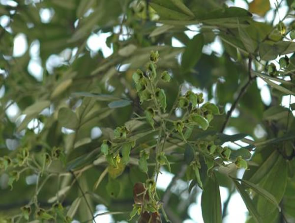 花榈木价格-图片-植物学史-形态特征-生长分布以及主要价值