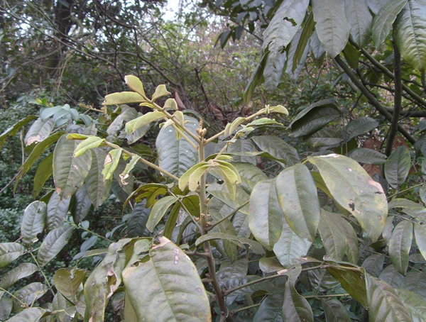 花榈木的采种选种、苗木培育、幼苗移植以及病虫防治介绍