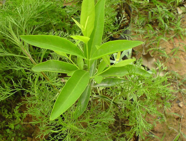 花榈木和花梨木的区别有哪些？