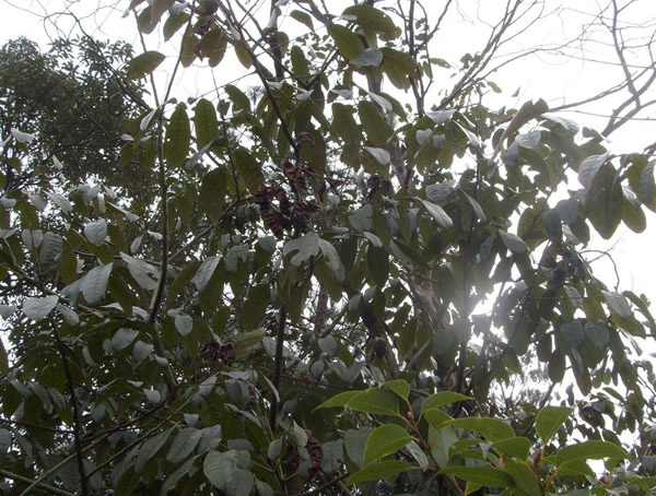 花榈木是否是红木之一？花榈木的价值有哪些？