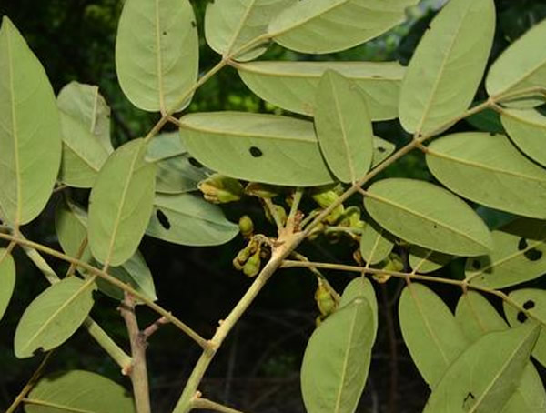 花榈木种子有没有毒？花榈木种子有毒吗？