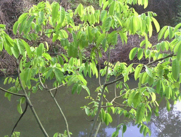 花榈木图片大全，最新花榈木图片欣赏