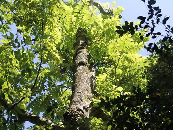 伯乐不常有，而伯乐树则更为罕见