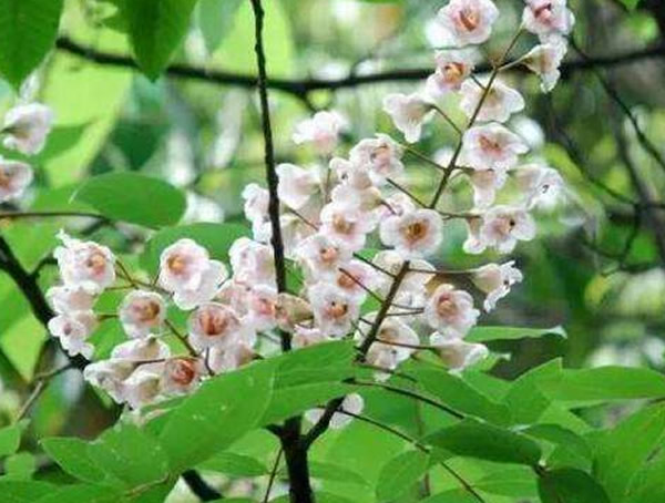 伯乐树的功效与作用：伯乐树有什么用？