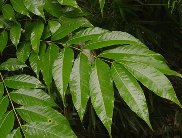 伯乐树图片大全，最新伯乐树图片欣赏