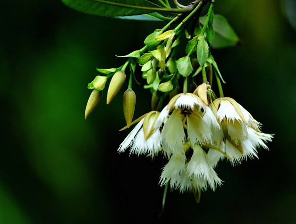 尖叶杜英的花和水石榕的花是不是一样的？