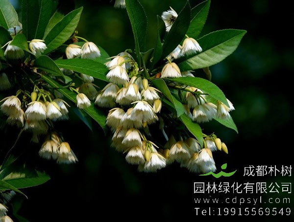 水石榕图片大全，最新水石榕图片欣赏