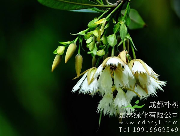 水石榕图片大全，最新水石榕图片欣赏